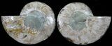 Polished Ammonite Pair - Agatized #54330-1